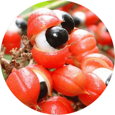 Guarana Extract